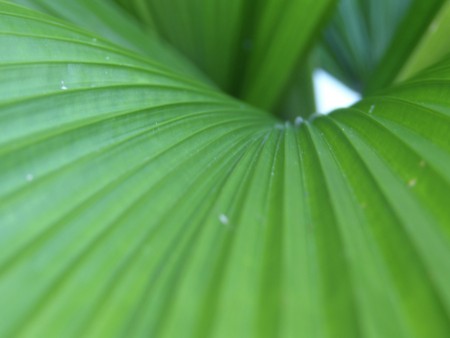 A Plant
