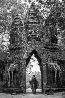 Elephant at the Northgate