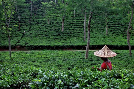 People in Tea state