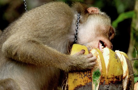 Monkey trained as coconut picker