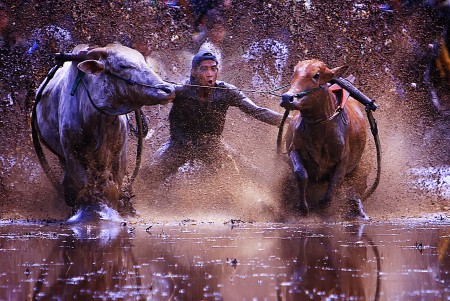 Traditional cow race