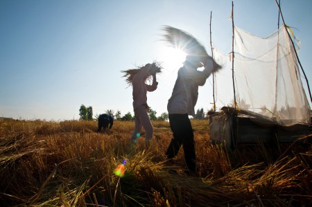 Rice harvest