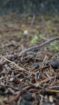 Tree roots