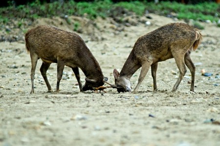Fight