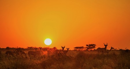 Wildlife in Baluran National Park