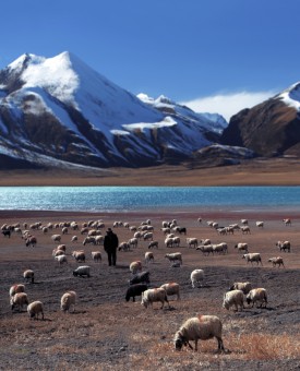 Shepherd and Sheep