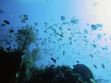 Underwater Landscape