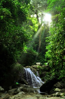 Jungle