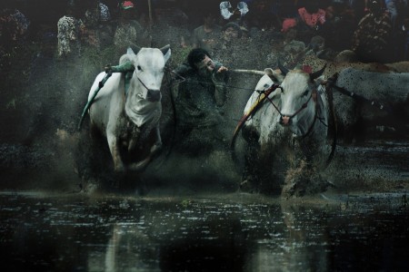 pacu jawi