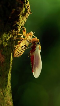 Metamorphosis