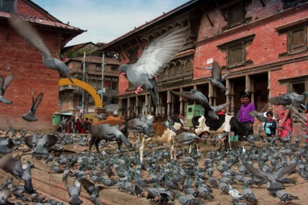 Pigeon World