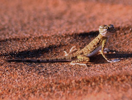 Agama