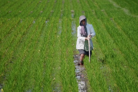 Looking after the rice field