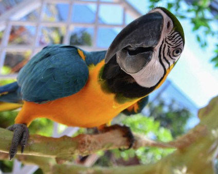 Burung Makau