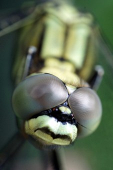 Big Eye