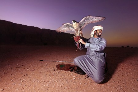 Falconry in Arabian Peninsula