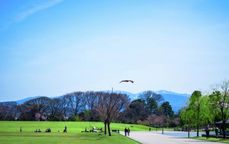 Flying Eagle