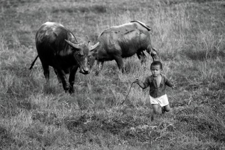 Young Shepherd