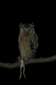 Predator @ Owl