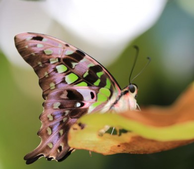 The Butterfly