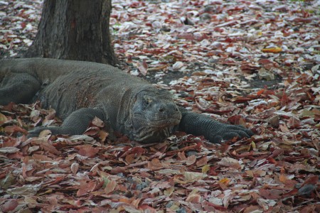 Komodo Dragon