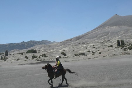 Bromo's Equestrian