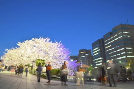 Salary man enjoying sakura at night