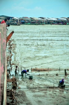 Oyster Farm