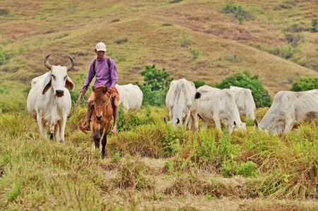 Herder