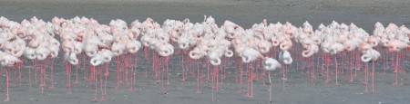 Ras Al Khor Sanctuary