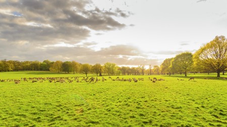 The Richmond Park