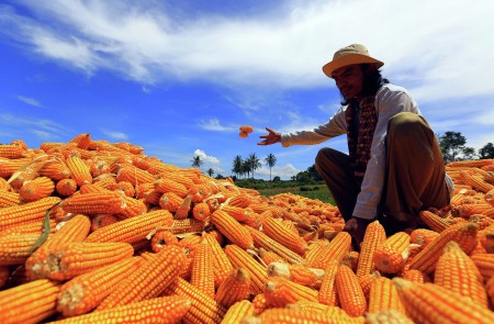 MENJEMUR JAGUNG
