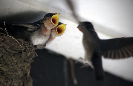 The Hungry Shallow Bird