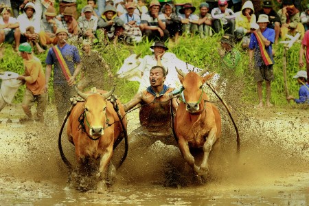 pacu jawi