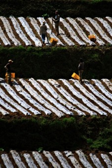Farmers and Their Field