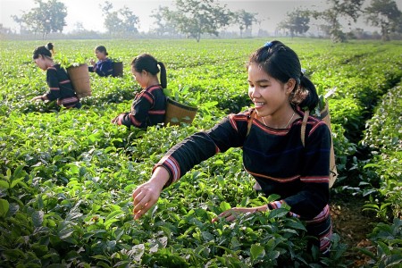 Harvest tea