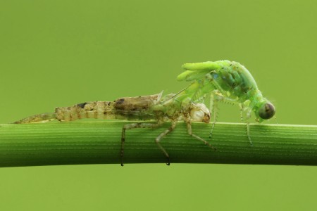 Larva Damselfly