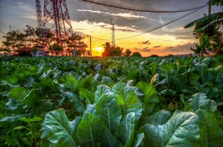 Senja petang di ladang sayur