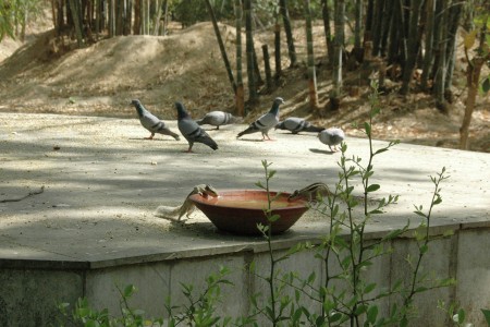 Sharing Nature's Garden