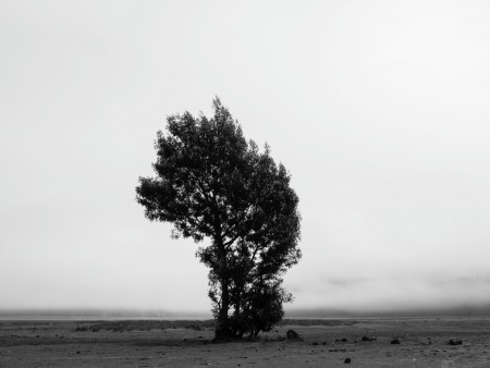 The Lonely Tree