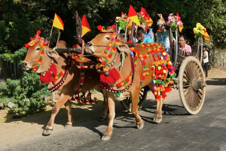 Bullock Cart in Myanmar