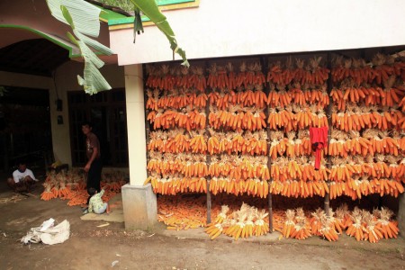 Pak Tani Panen Jagung
