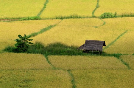 Paddy Field