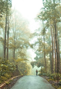 Taman Nasional Gunung Halimun