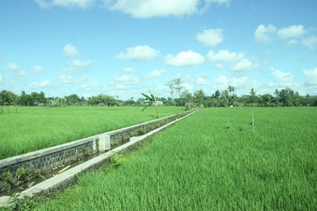 hijau sawahku