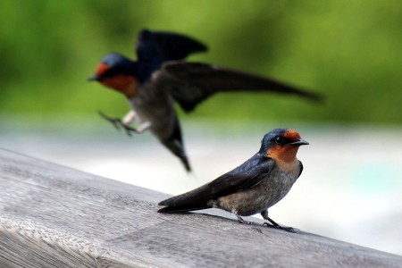 Safety landing