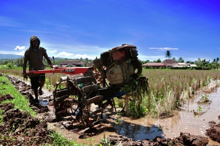 membajak sawah