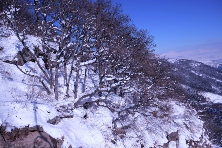 White on the trees