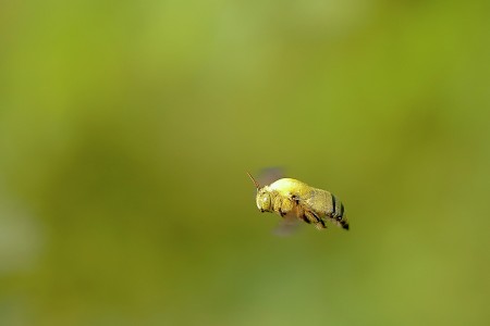 Flying carpenter bee