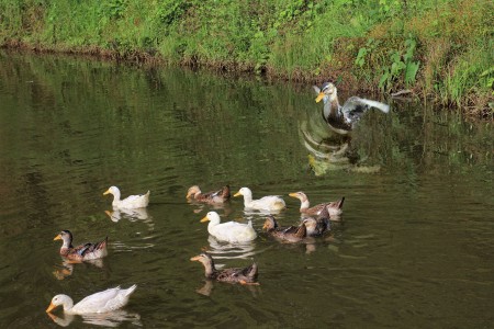 dream of flying